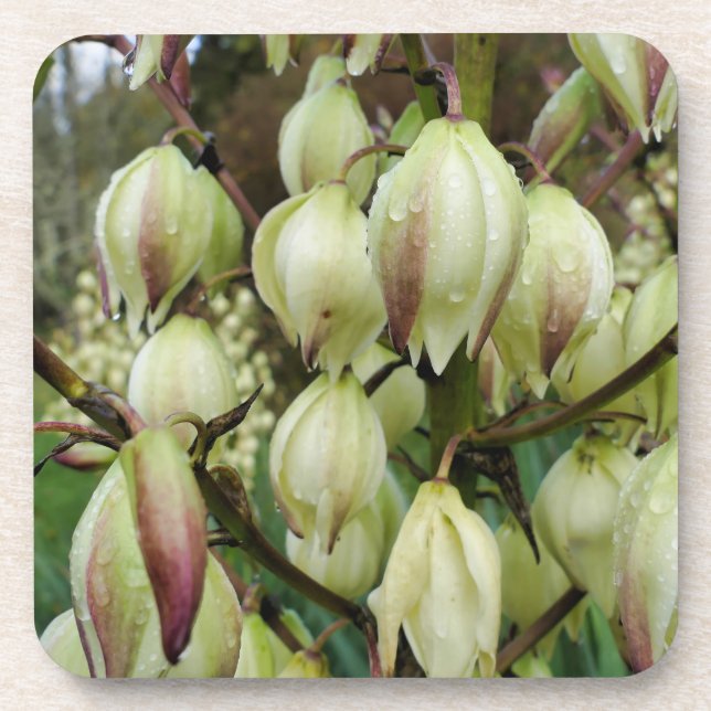 Yucca Plant  Beverage Coaster (Front)