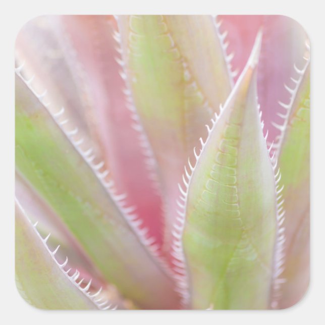 Yucca plant close-up square sticker (Front)