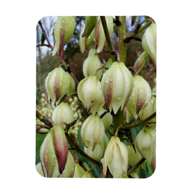 Yucca Plant  Magnet (Vertical)
