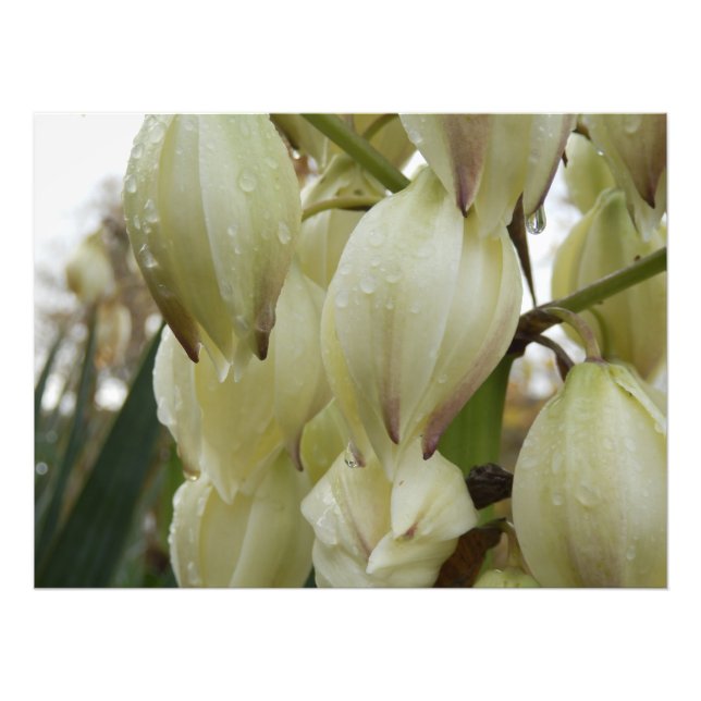 Yucca Plant  Photo Print (Front)