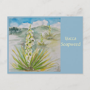 Yucca Soapweed Post Card