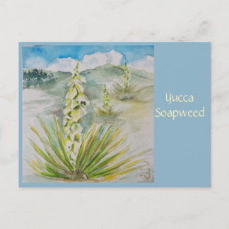 Yucca Soapweed Post Card