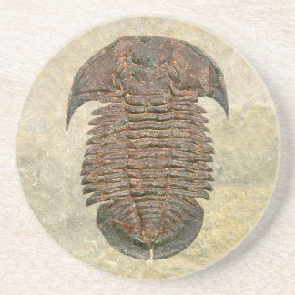 Yuepingia Fossil Trilobite Drink Coaster