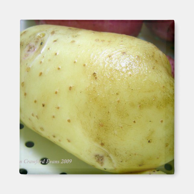 Yukon Gold potato Magnet (Front)