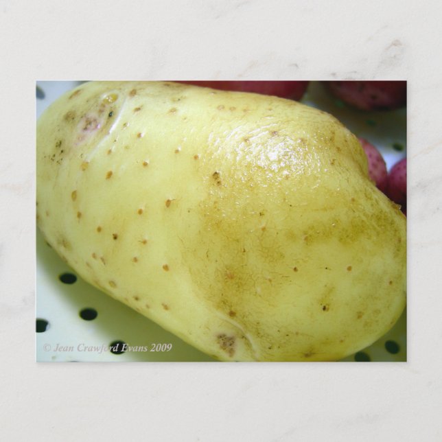 Yukon Gold potato Postcard (Front)