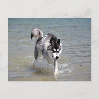 YukonWasser Postcard