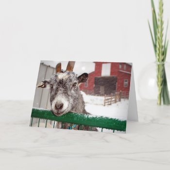 Yule Goat Holiday Card by SocialSchnauzer at Zazzle