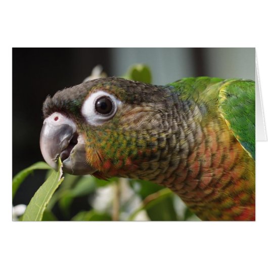 yum (Front Horizontal)