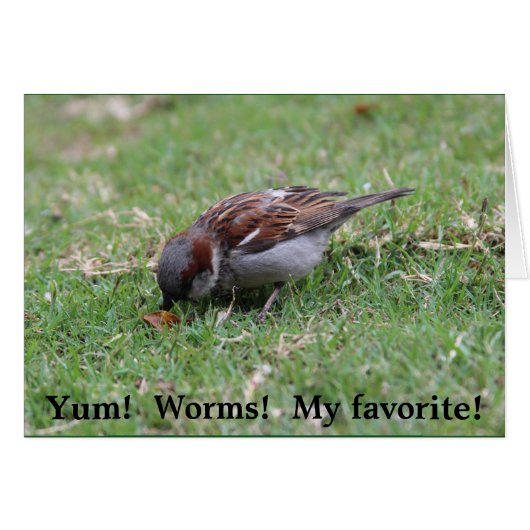 Yum!  Worms! Cards (Front Horizontal)