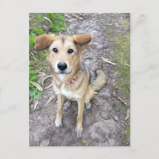 Yume - Female Dog - Akita & German Shepherd - PT Postcard