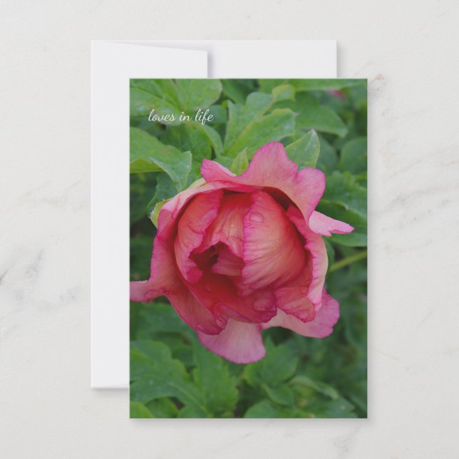 Yummy Pink Blooming Peony Note Card (Front)