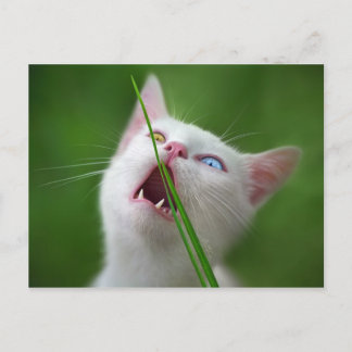 Yummy - Van Cat Postcard