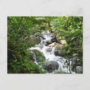 Yunque Rain Forest, Puerto Rico Postcard