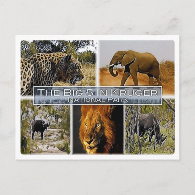 ZA * SOUTH AFRICA -  THE BIG 5 in KRUGER N. P. Postcard (Front)