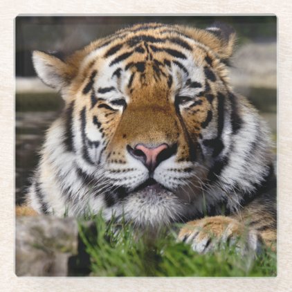 Zambar Tiger Glass Coaster