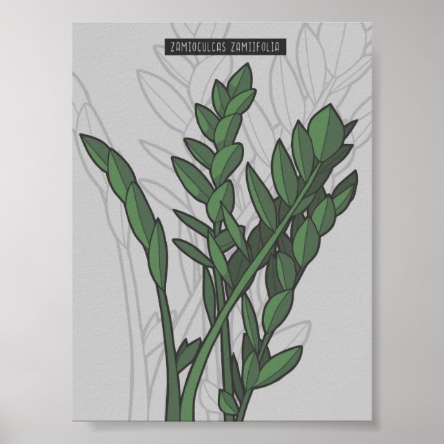 Zamioculcas zamiifolia ZZ Plant Poster (Front)