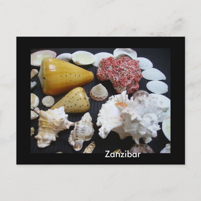 Zanzibar shells postcard (Front)