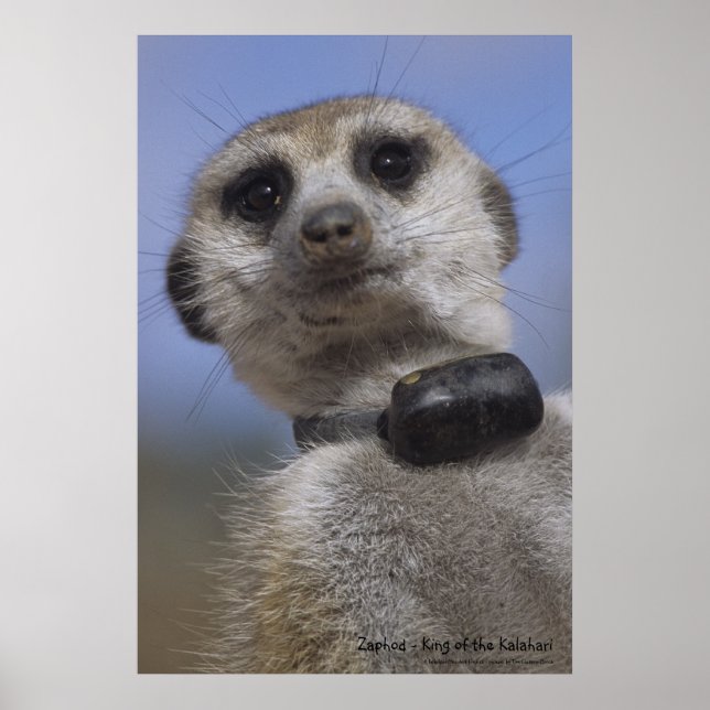 Zaphod - King of the Kalahari Poster (Front)