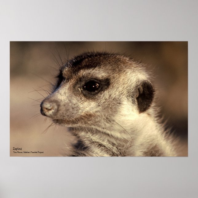 Zaphod Poster - Royal Whiskers Collection (Front)