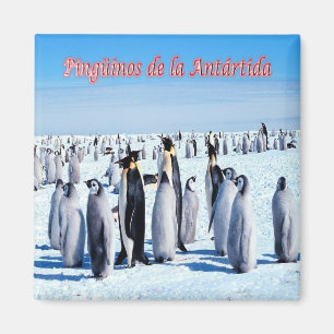 zAR026  - PENGUINS of ANTARCTICA, Argentina,Fridge Magnet