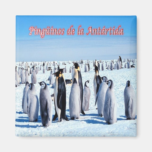 zAR026  - PENGUINS of ANTARCTICA, Argentina,Fridge Magnet (Front)