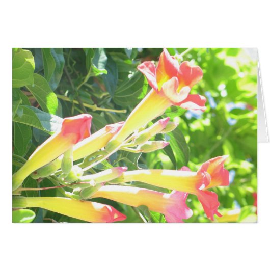 Zazzle 1 cards (Front Horizontal)
