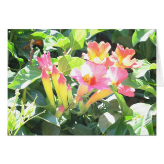 Zazzle III Cards