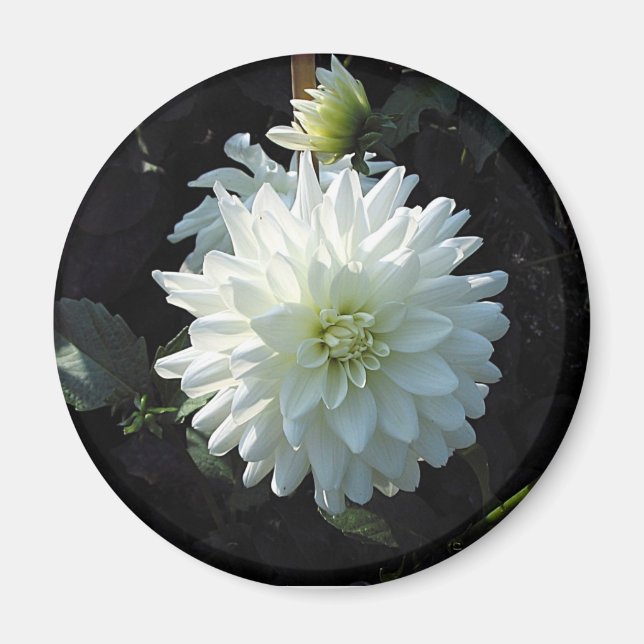 zazzle_white_flower magnet (Front)