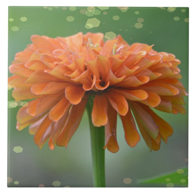 Zazzled Zinnia Tile (Front)