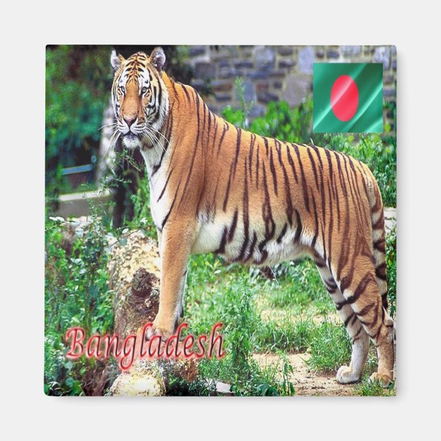 zBD006 The Royal Bengal Tiger, Bangladesh, Asia,  Magnet (Front)
