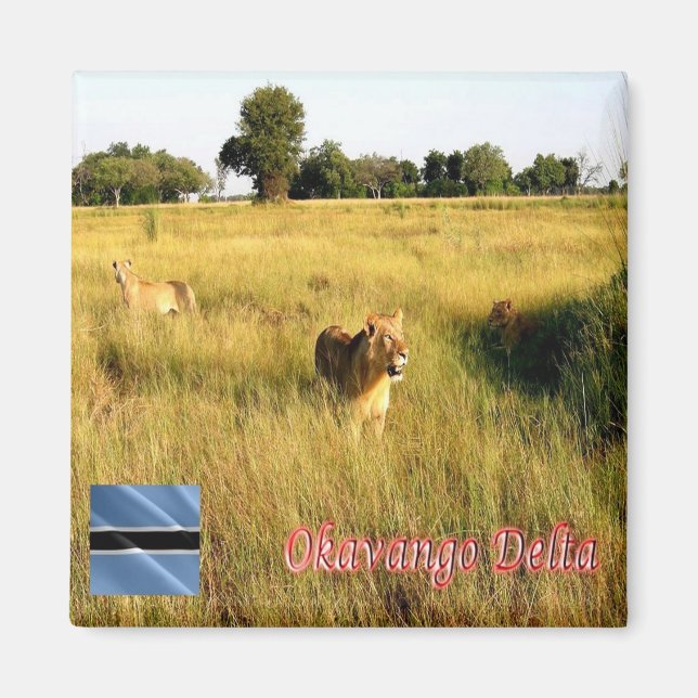 zBW008 OKAVANGO Delta, Lion, Africa, Fridge Magnet (Front)
