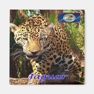 zBZ006 BELIZE, Belizean jungles, Jaguar, Fridge Magnet