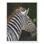 Zealous Zebra Temporary Tattoos