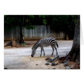 Zebra (Front Horizontal)