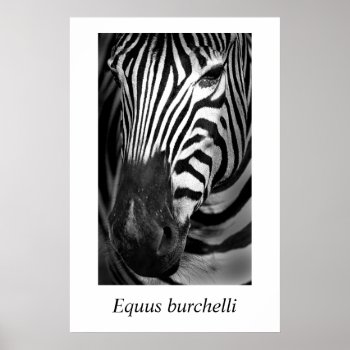Zebra #1 Equus Burchelli Poster by rgkphoto at Zazzle