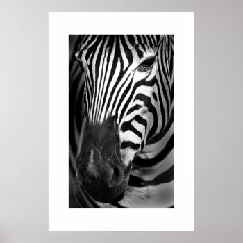 Zebra #1 Poster by rgkphoto at Zazzle