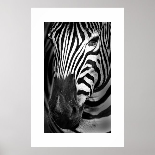 Zebra #1 poster (Front)