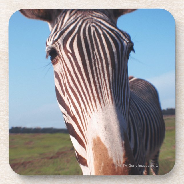 zebra 2 beverage coaster (Front)