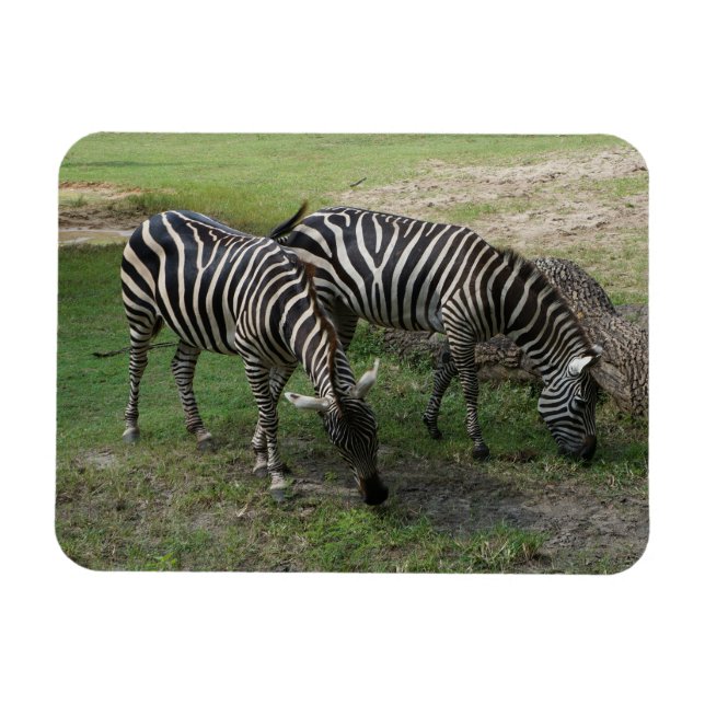 Zebra #2 Magnet (Horizontal)