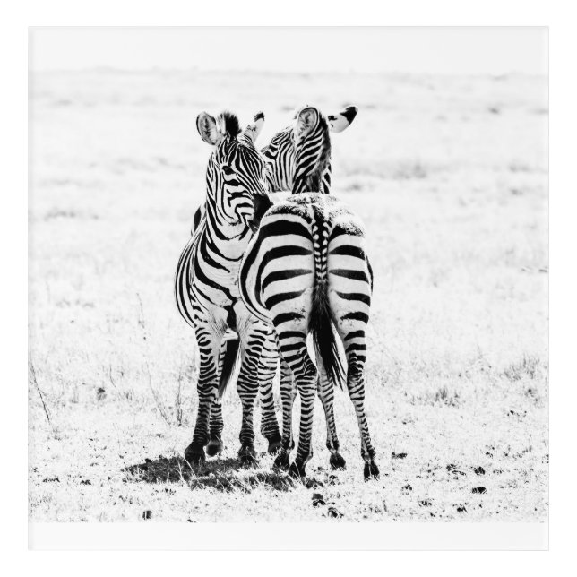 Zebra Acrylic Print (Front)