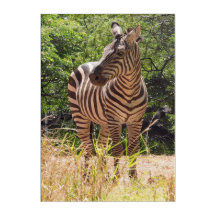 Zebra Acrylic Wall Art 10" x 14"