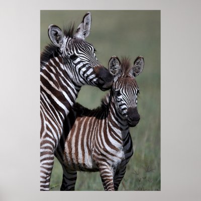 Zebra African Wildlife Poster Print