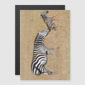 Zebra after giving birth (Front/Back)