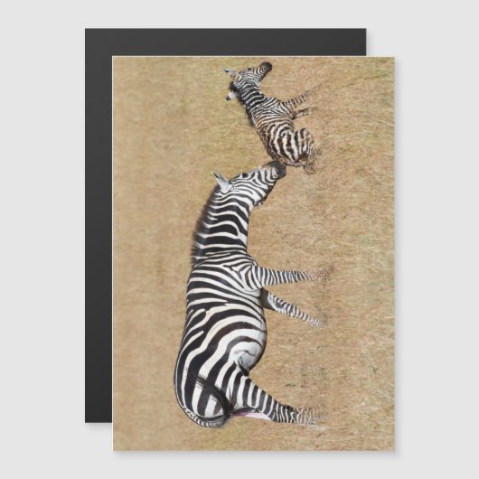 Zebra after giving birth (Front/Back)