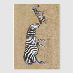 Zebra after giving birth
