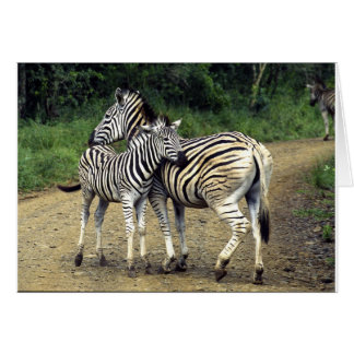 zebra and Baby