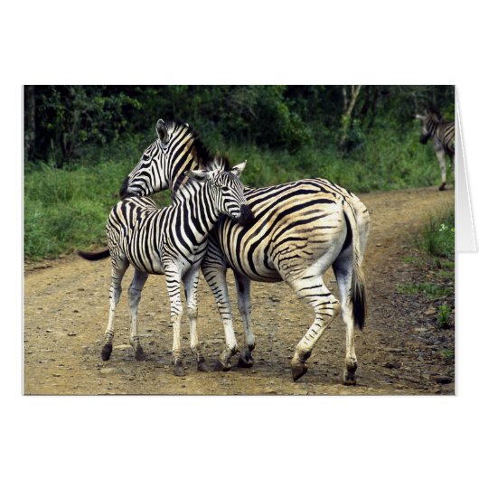 zebra and Baby (Front Horizontal)