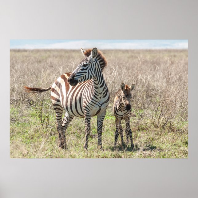 Zebra and Foal Poster (Front)