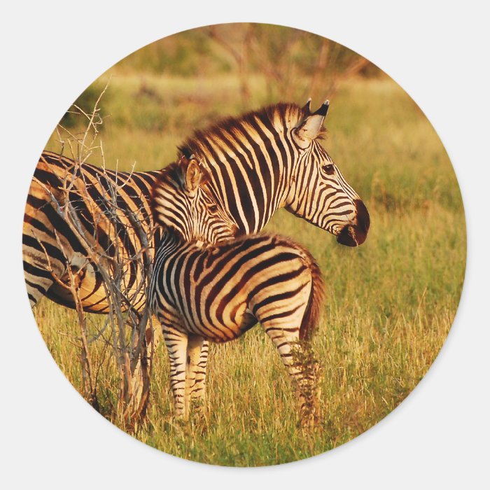 Zebra and foal   safari animals round sticker