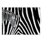 Zebra and it's stripe (Front Horizontal)